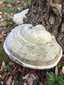 Bükkfa-tapló (Fomes fomentarius), Vértes. Szürkésbarnás színű, pata alakú, kemény kalap, tönk nélkül